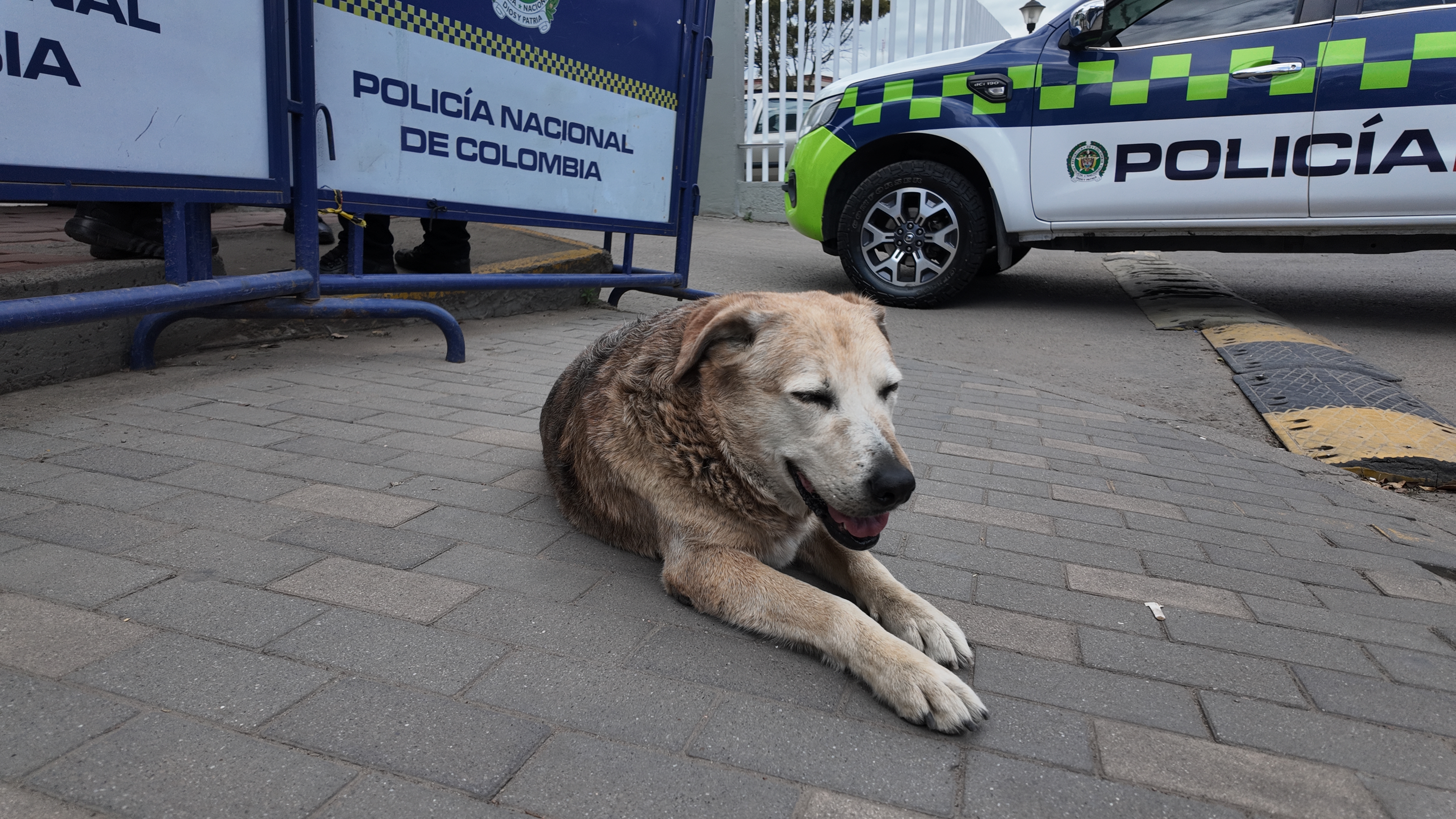 Policías en Bogotá convierten parte de la estación en hogar para perros callejeros