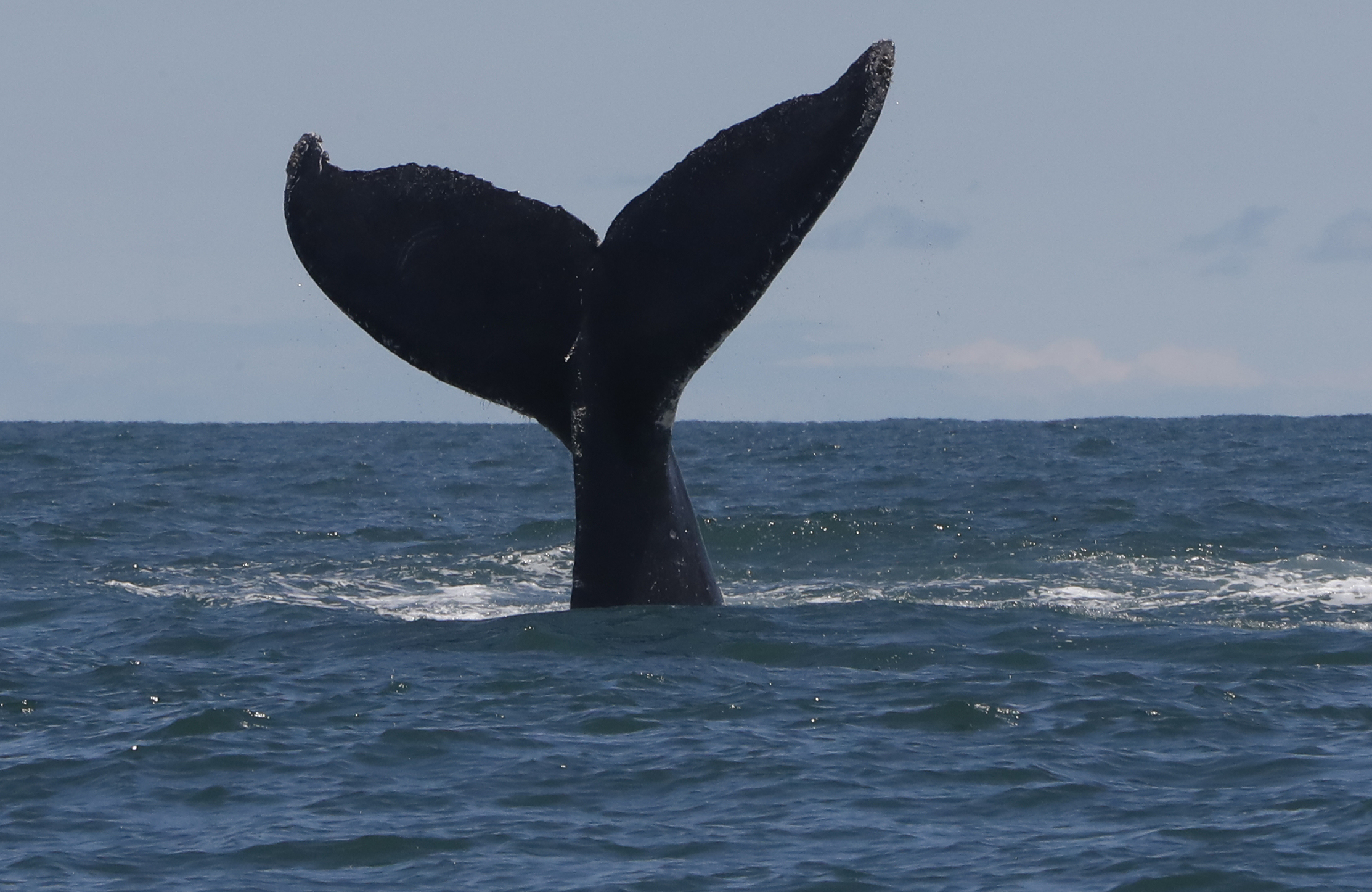 Temporada de ballenas en Colombia 2026: ¿cuándo comienza y dónde verlas?