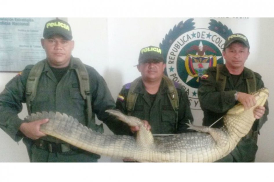Captura del caimán, de aproximadamente dos metros, que mordió al pequeño. / Foto: El Heraldo. 