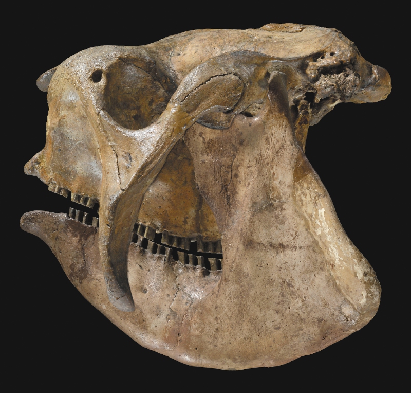 El colombiano que ha tratado de entender la evolución de mamíferos en Suramérica