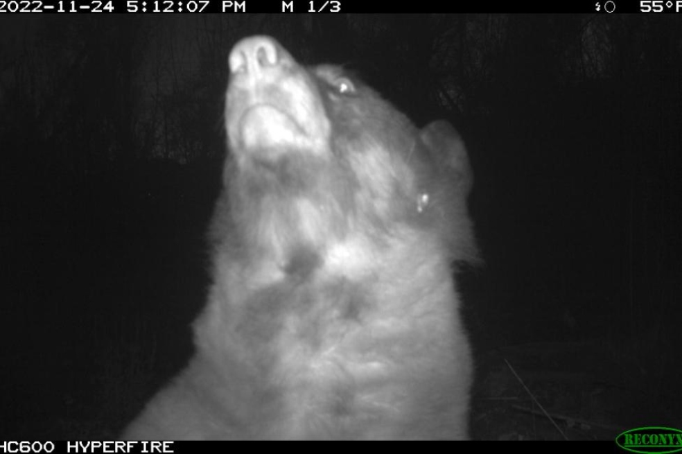 Un oso se tomó más de 400 ‘selfies’ con una cámara trampa en Estados Unidos