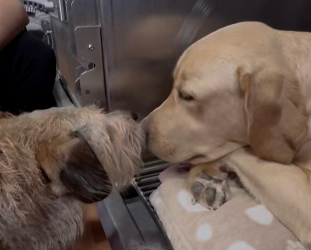 Dogo, el perrito abandonado y rescatado que terminó trabajando en apoyo emocional
