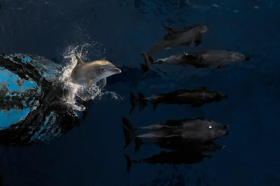 Categoría océanos:
Los delfines juegan en las olas creadas por un barco, en Tuamotu (Francia) y Estebane Rezkallah capturó el momento.