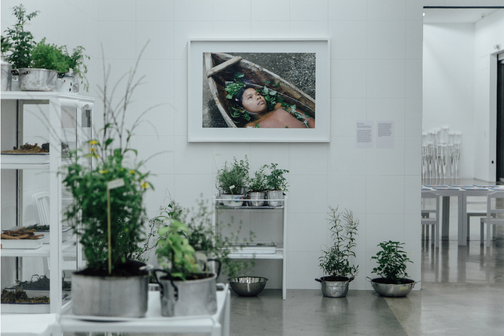 Libia Posada Hierbas de Sal y Tierra. Instalación, Vista General. Mobiliario médico, fotografía, plantas vivas y secas, dibujo, vasijas domésticas.