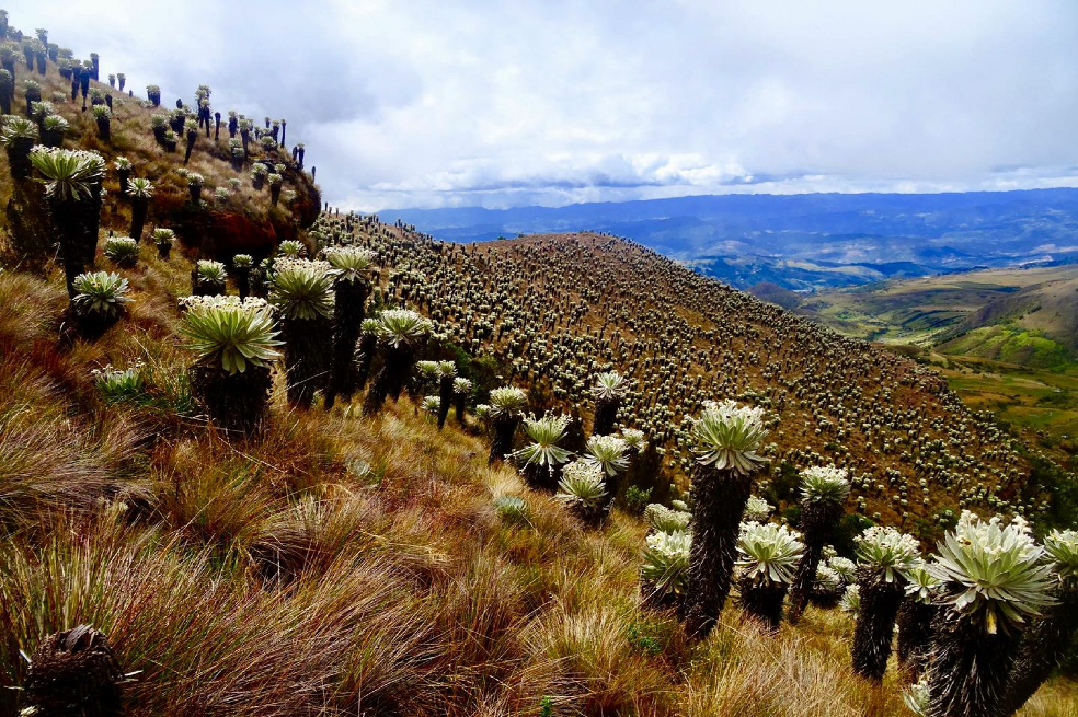 El páramo de Ocetá, ubicado en Monguí, es considerado como el más bello del mundo.