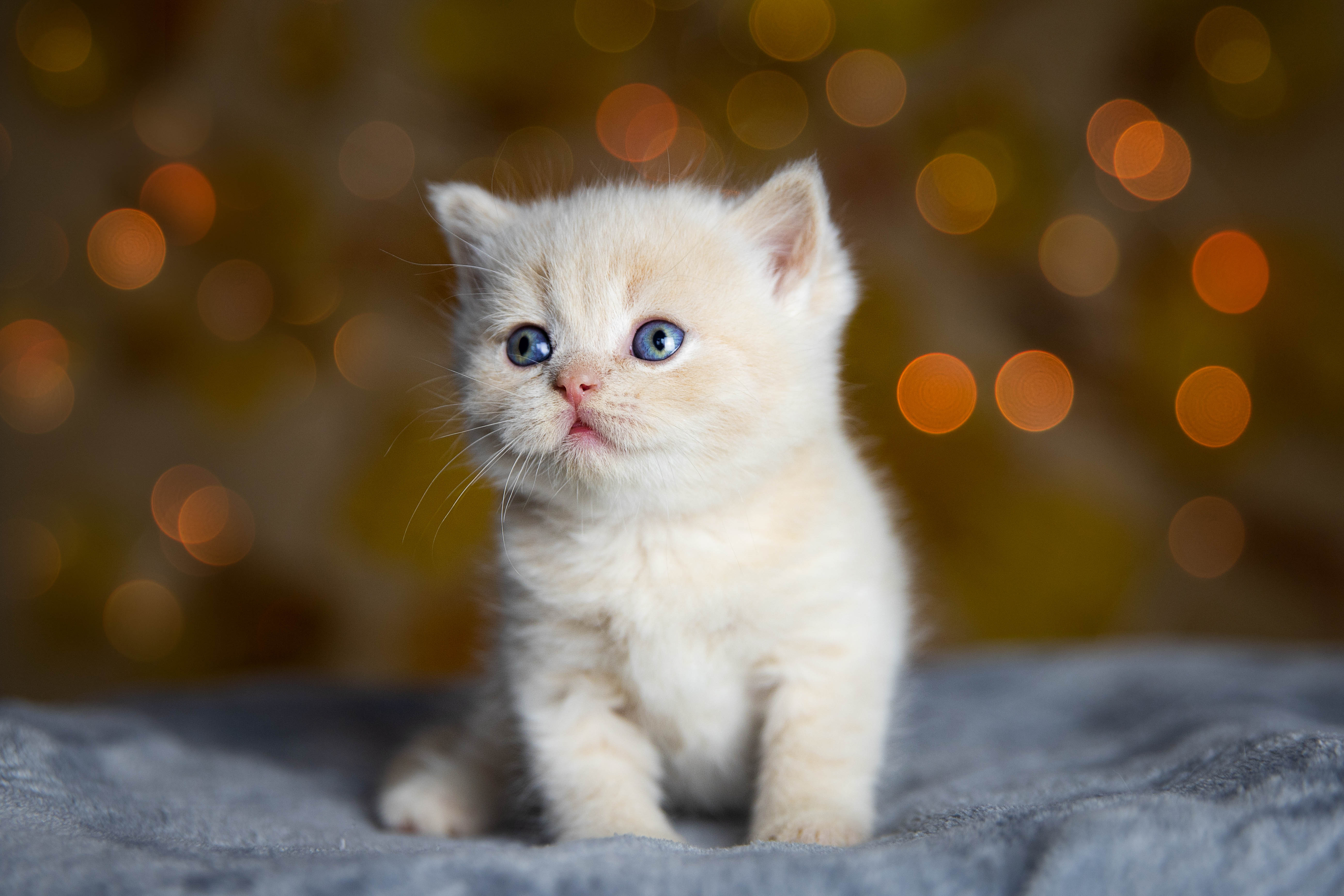 Nombres para gatas hembras con significado bonito