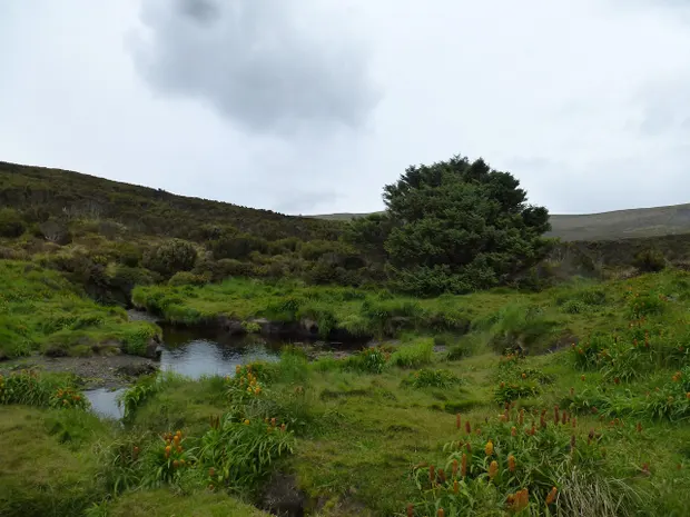 El árbol ‘más solitario’ del mundo ayudaría a responder preguntas del cambio climático