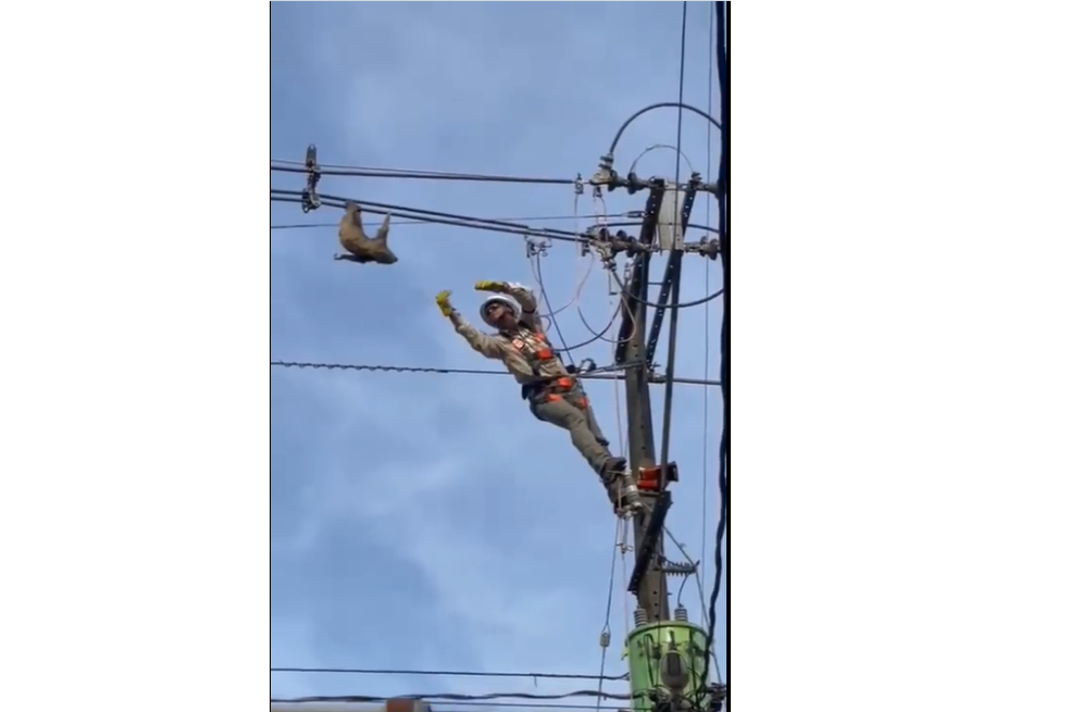 Trabajador de EPM rescató a oso perezoso que colgaba de un cable en Antioquia