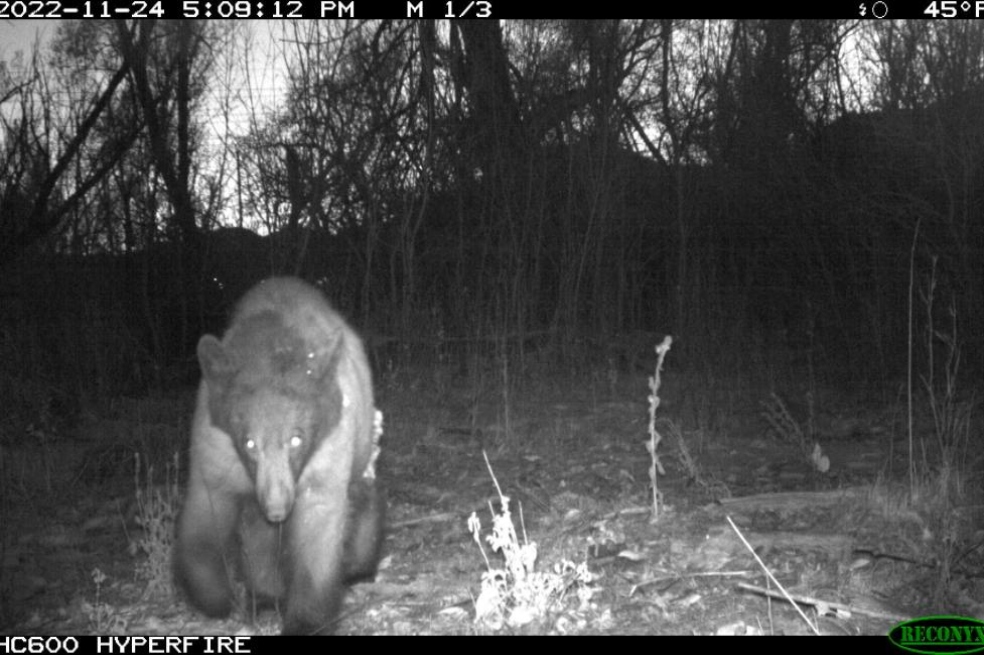 Un oso se tomó más de 400 ‘selfies’ con una cámara trampa en Estados Unidos