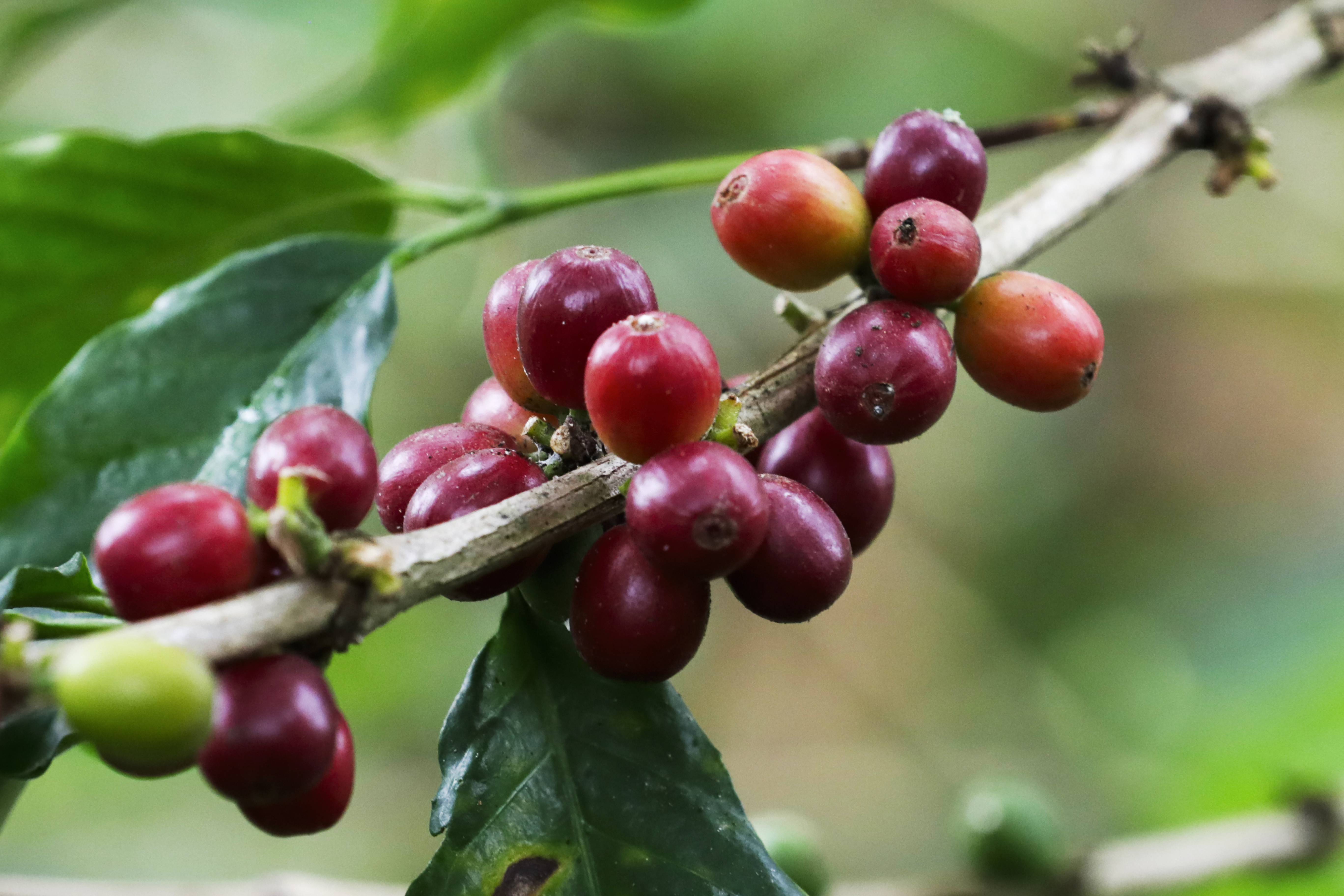 La producción de café colombiano cerró 2024 en terreno positivo