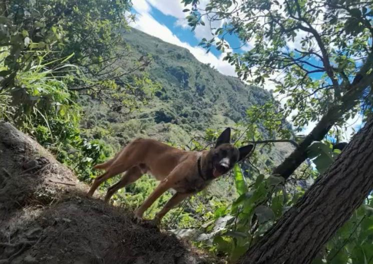 ¿Apareció el perro Wilson? Circula video de un canino muy parecido en Huila