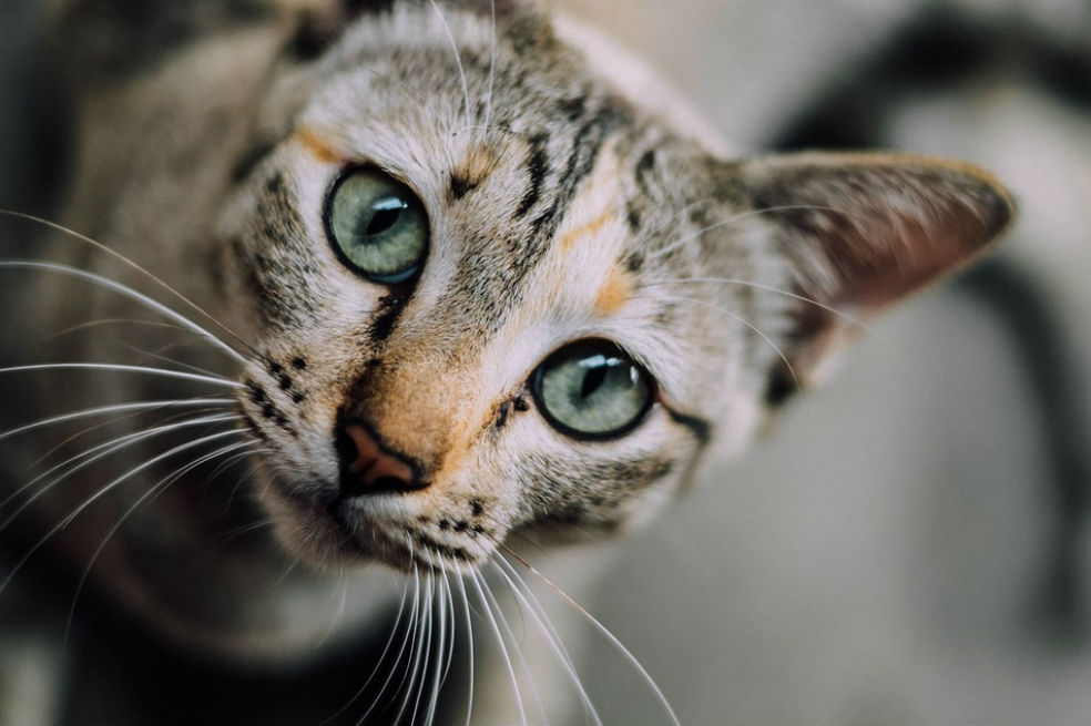 ¿Amante de los gatos? Este domingo habrá ‘adopgaton’ en Bogotá