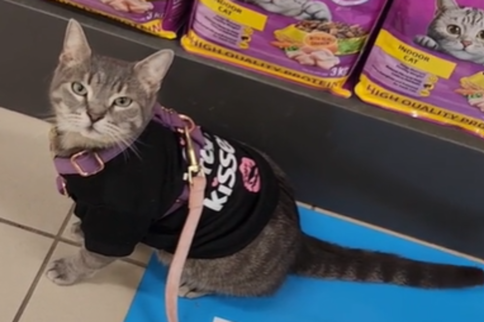 Gato salta al auto de una mujer y, sin esperarlo, encuentra una familia