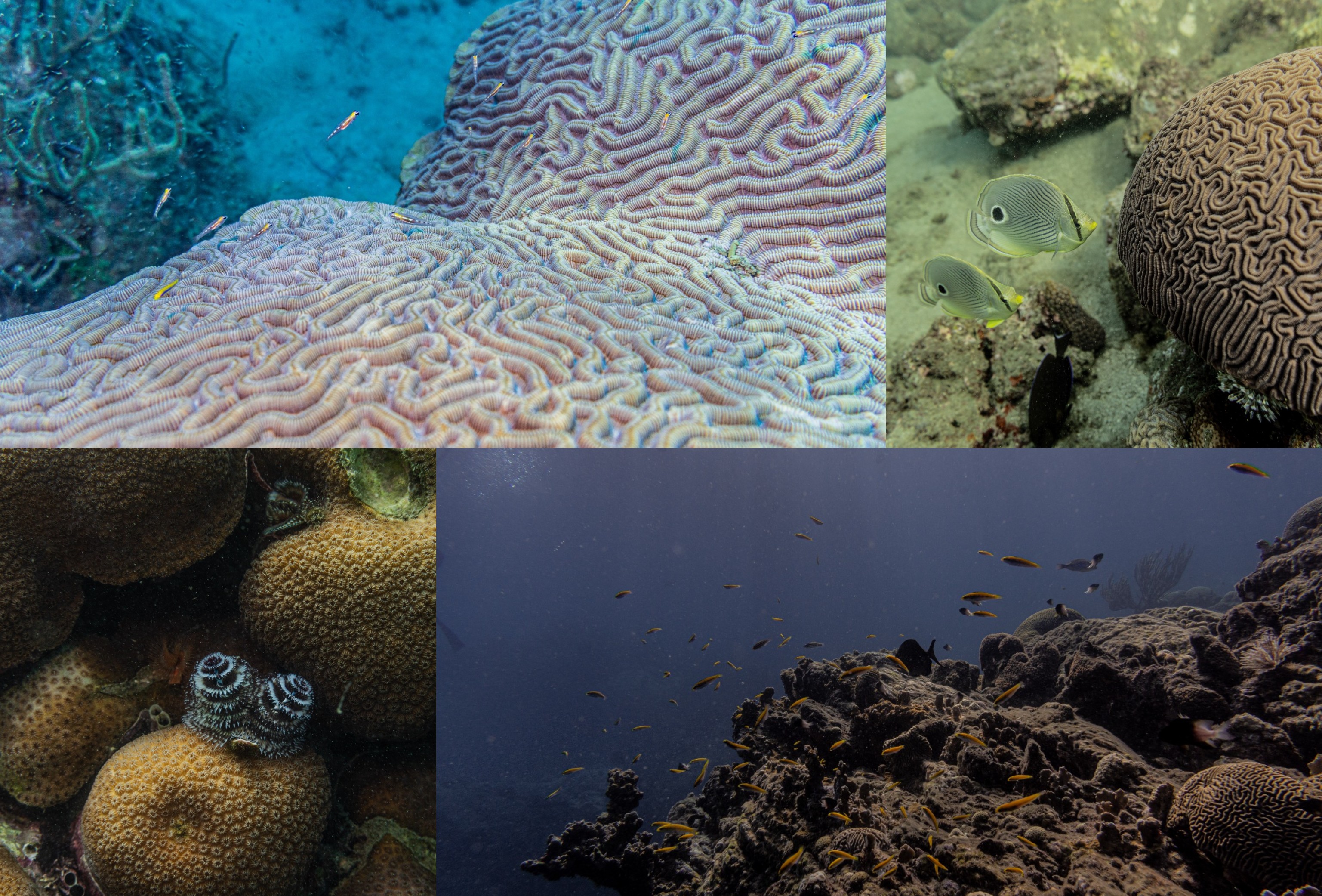 Blanqueamiento de coral y otros datos inquietantes en parques marinos de Colombia