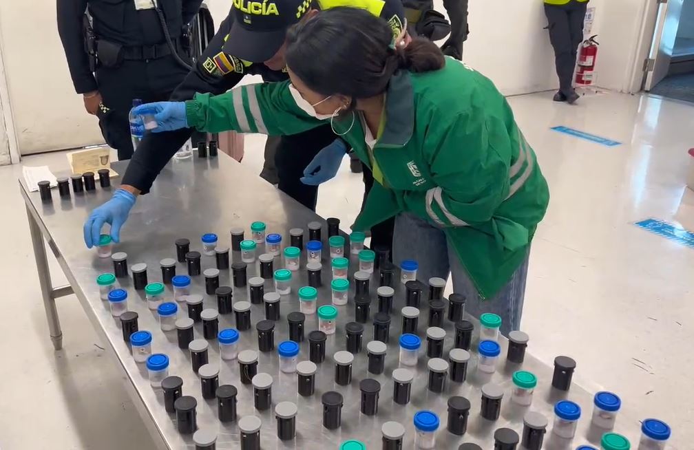 Capturan en El Dorado a mujer que pretendía traficar más de 130 ranas venenosas