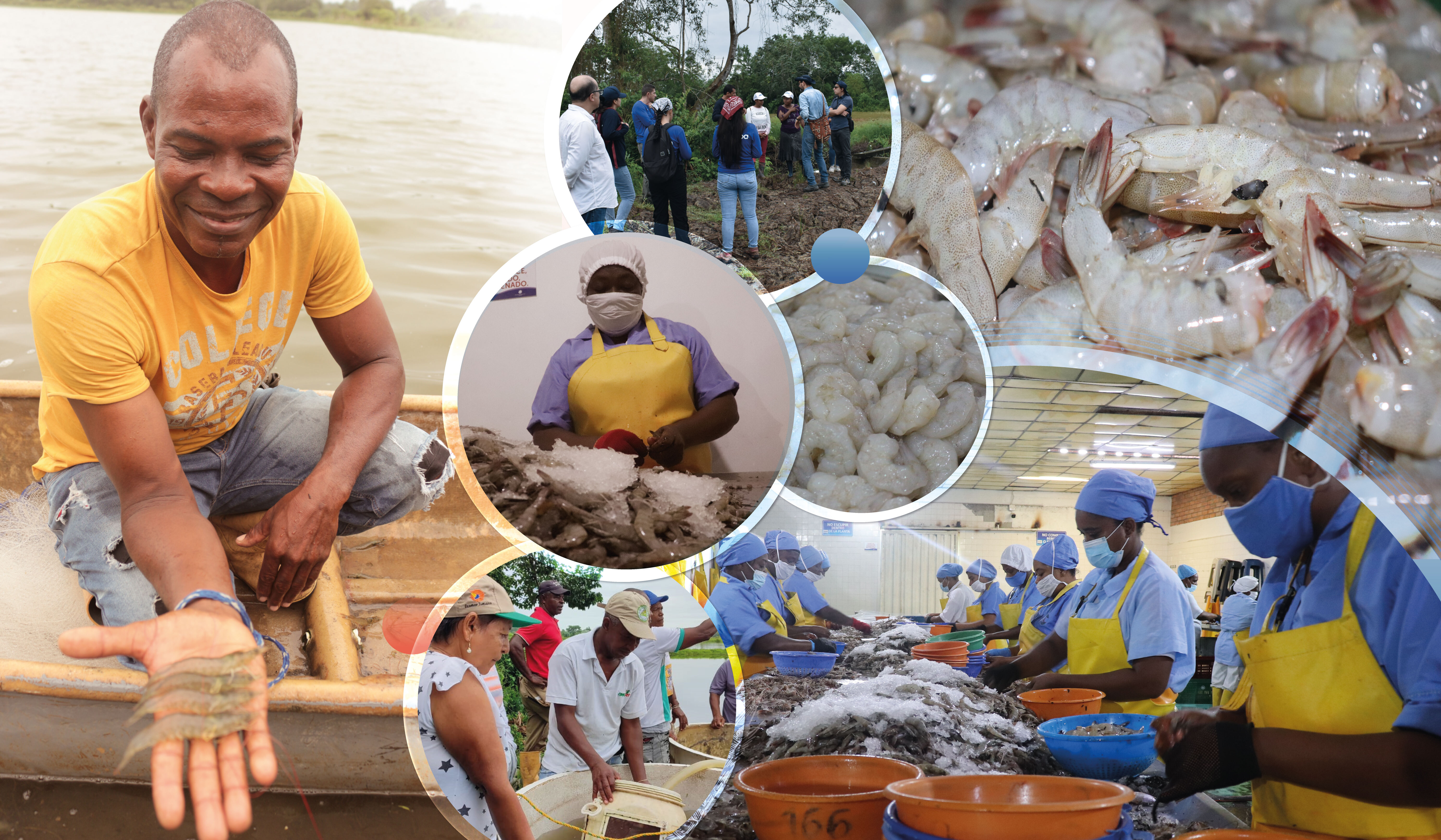 Tumaco está trabajando para revivir la industria del camarón