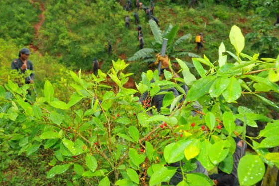 Un muerto y nueve heridos tras ataque a erradicadores de coca en Nariño