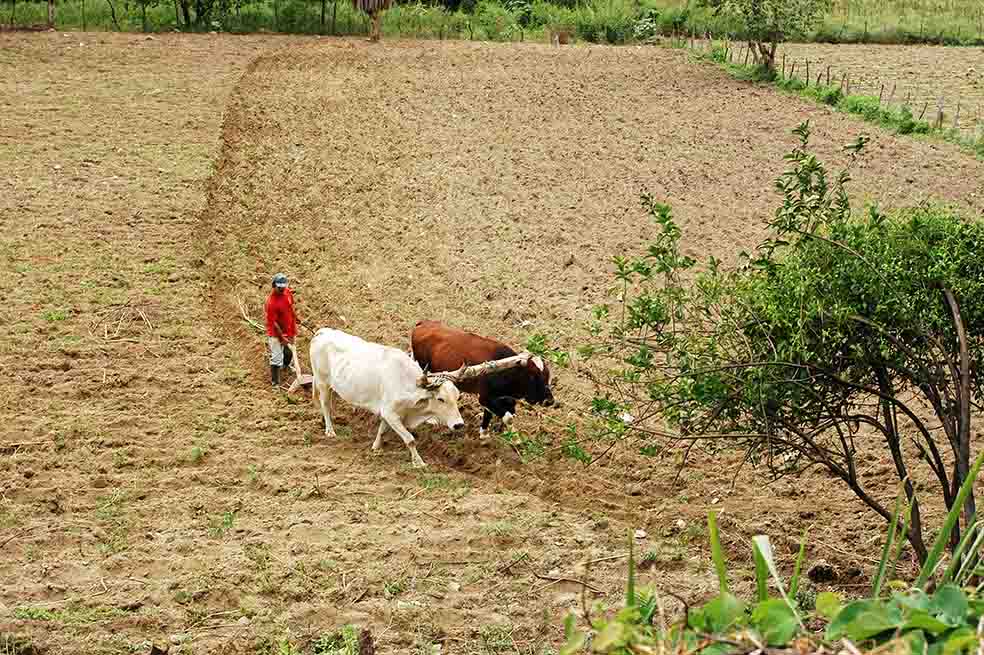 Más de 12 millones de personas en Colombia viven en áreas rurales y dependen del agro. Por eso se pide más atención de los bancos para ellas. / Archivo - El Espectador