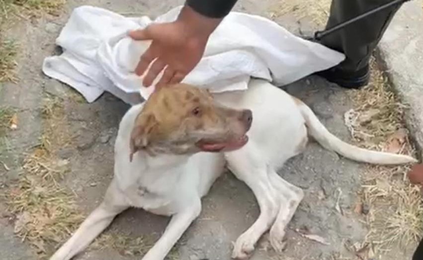 Encuentran a perro abandonado dentro de un costal en Ibagué