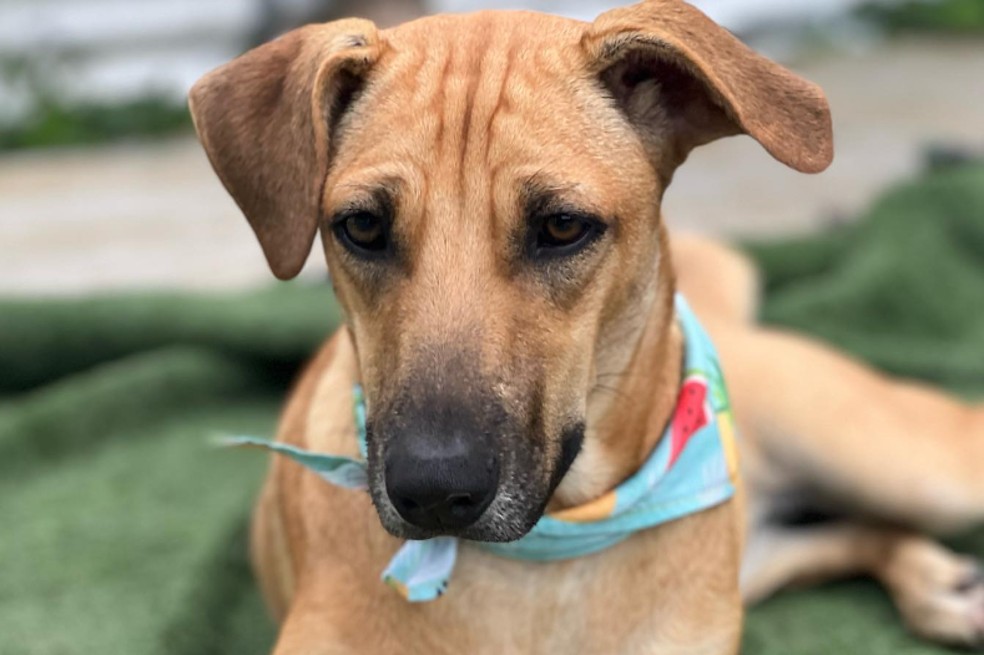 ¿Dónde puedo adoptar un perro o gato en Colombia? Estos animales buscan una familia