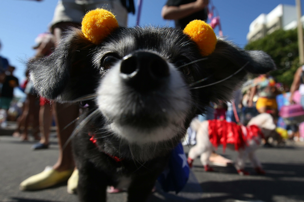 Así celebran los perros el carnaval en Río de Janeiro