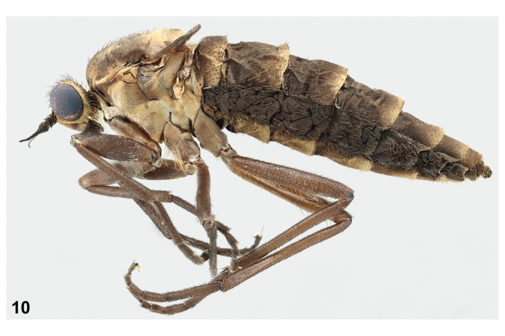 El extraño caso de una mosca que no puede volar