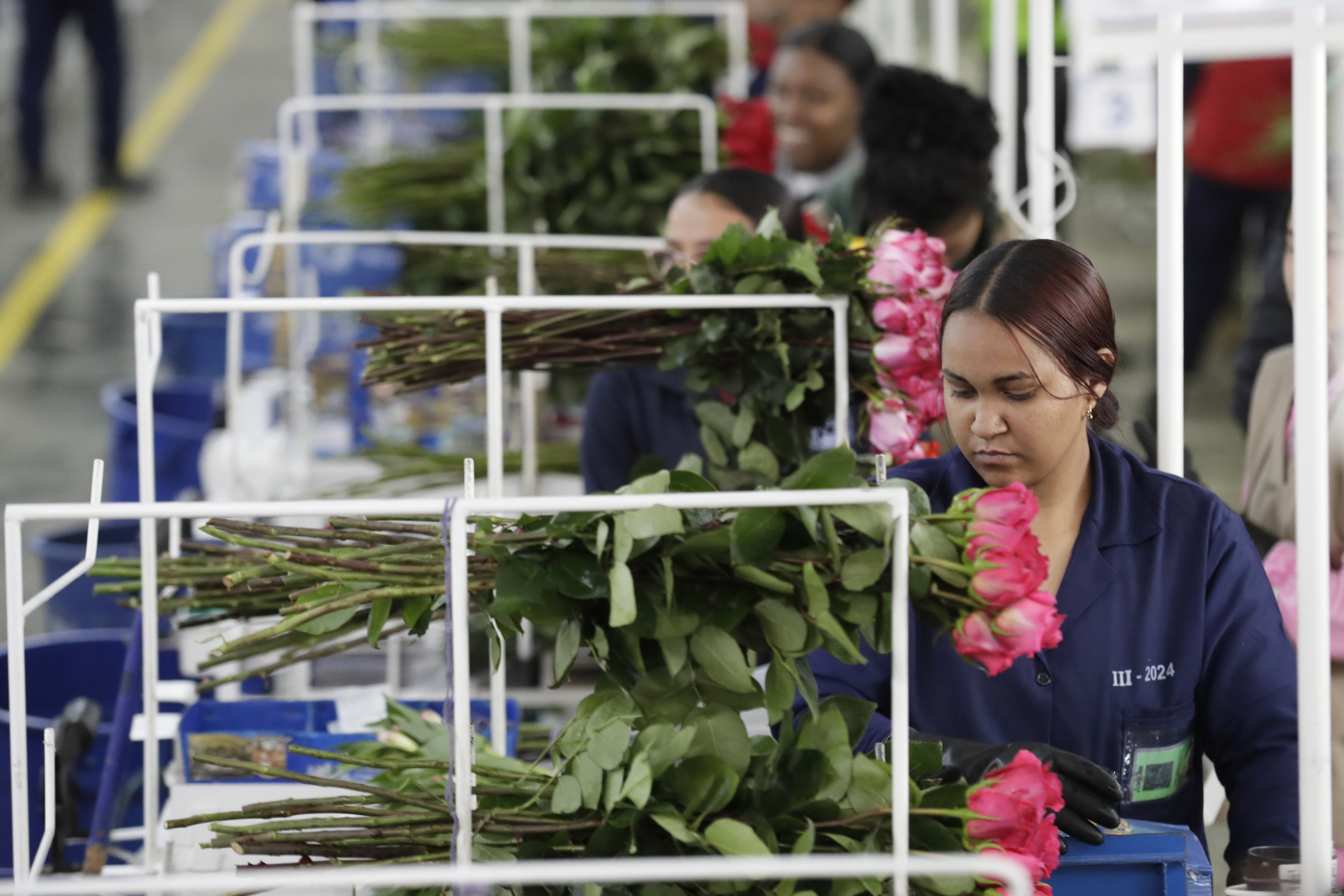 Latam Airlines movilizó 25.000 toneladas de flores hacia EE. UU. por San Valentín