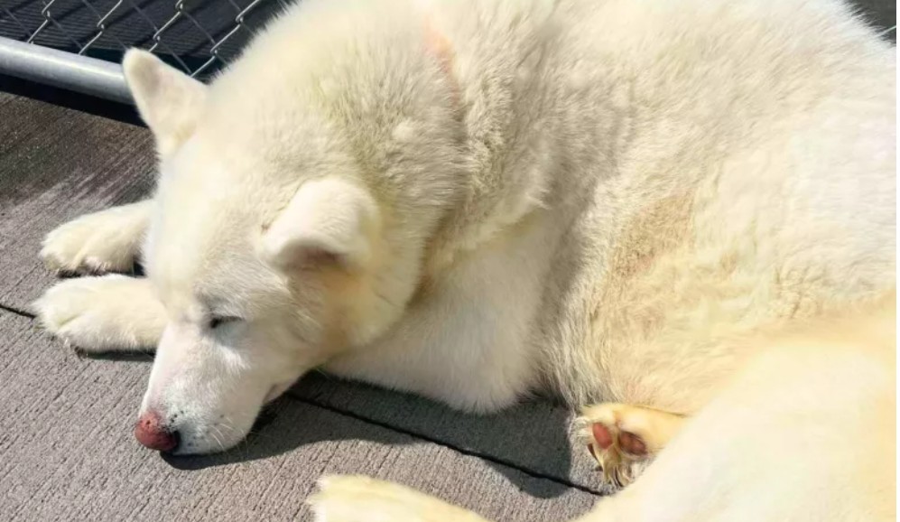 Funshine, el husky que perdió su alegría tras el abandono de su dueño