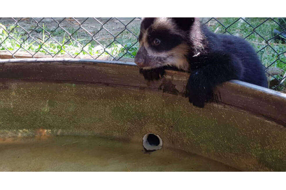 El comercio de animales salvajes aumenta el riesgo de epidemias