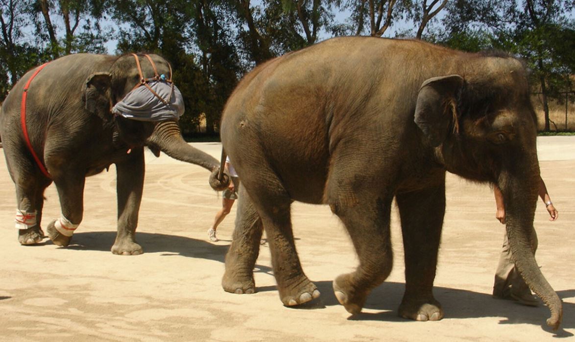 El animal terrestre más grande es un experto equilibrista. ¿Cómo lo hace?