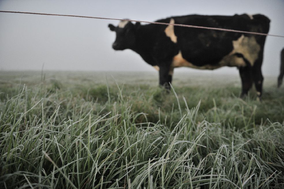 Pasado el fenómeno de El Niño, tributaria preocupa a sector lácteo