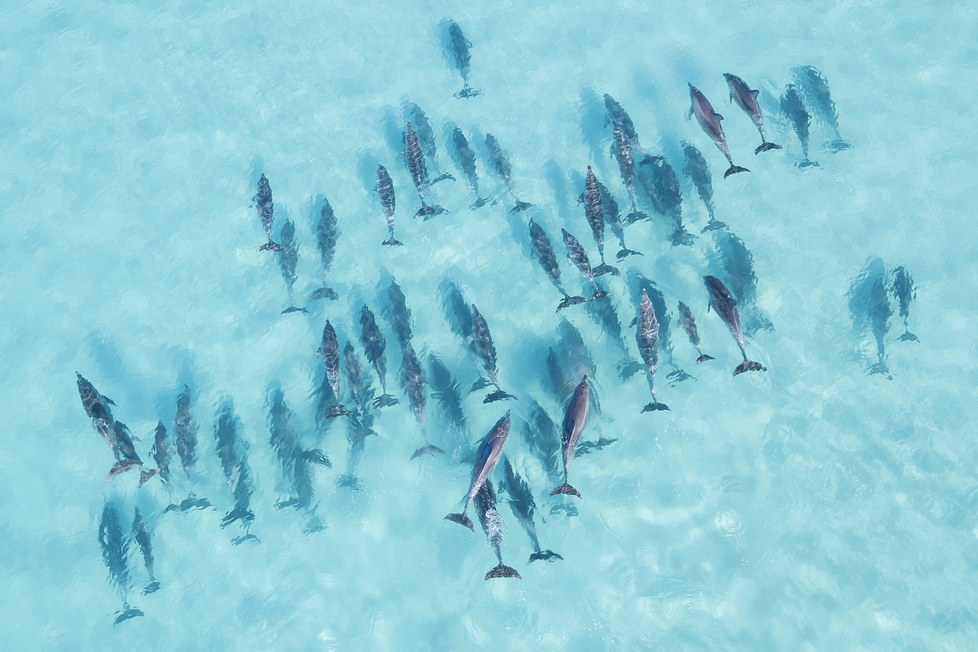 ¿Por qué los delfines surfean olas? Científicos tienen una nueva explicación