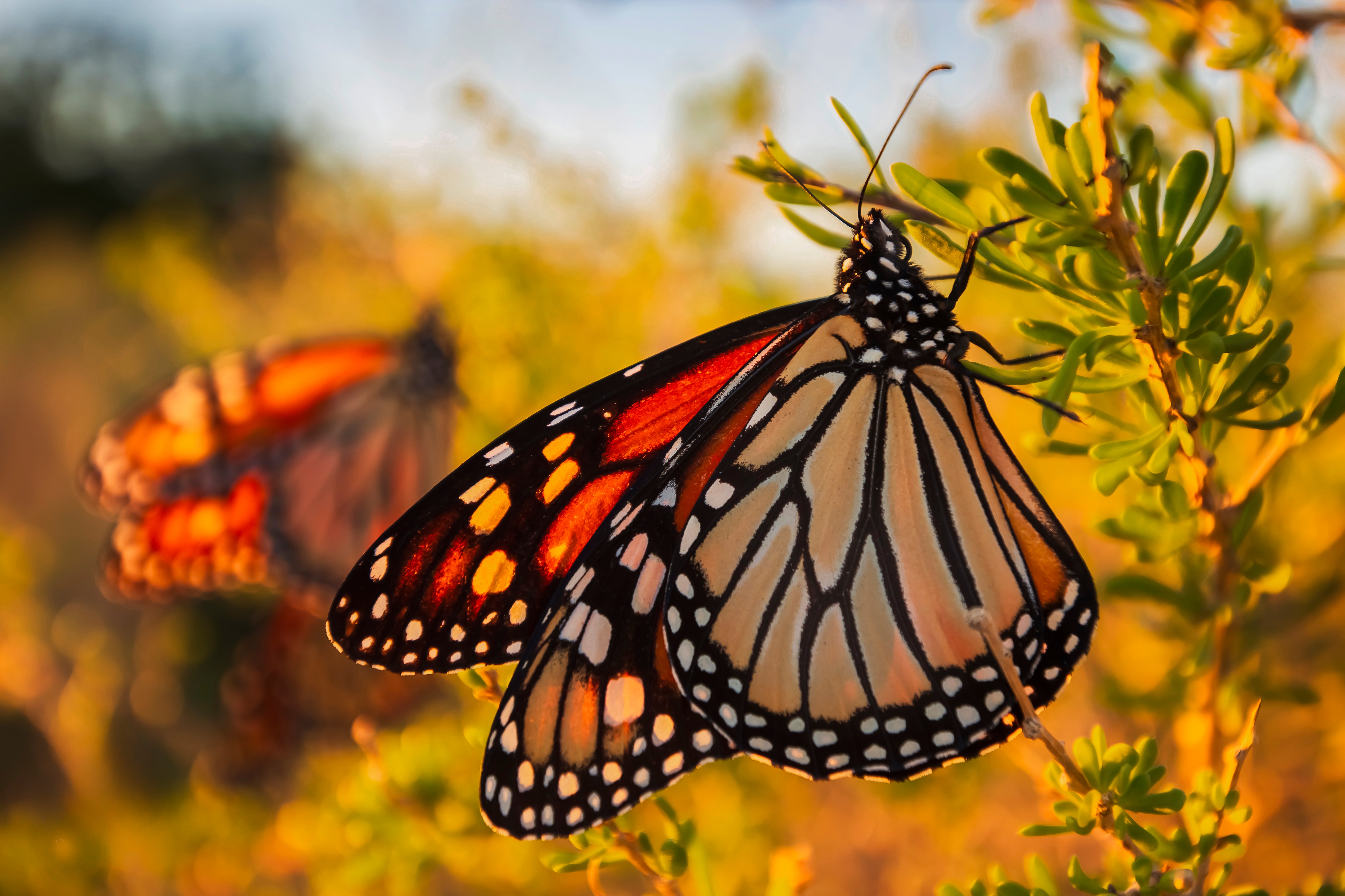 Finalista | Hora Dorada
Parque Estatal Bald Point | Pequeñas Maravillas.