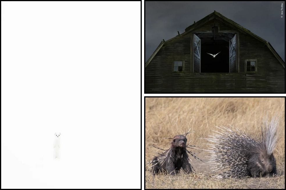 Wildlife Photographer of the Year: estas son las mejores imágenes de la naturaleza