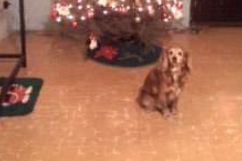 Gracias a Kiara, Diana hace sin falta una ofrenda para sus mascotas fallecidas.
