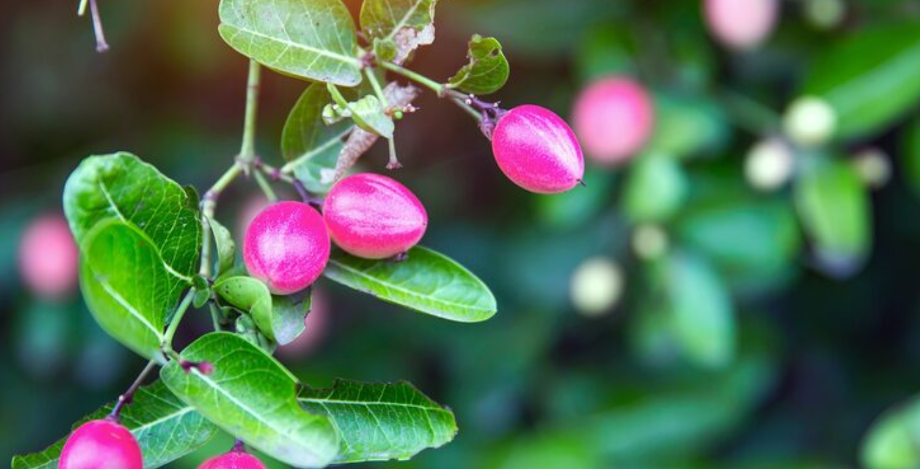 Eugenia en Bogotá: características, beneficios y por qué es un árbol emblemático