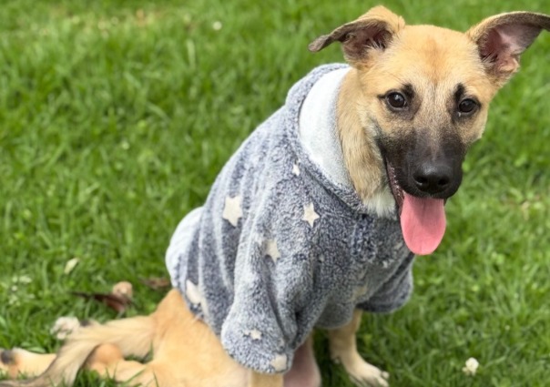 “Solo hemos vendido una boleta”: refugio hace rifa para ayudar a animales y nadie participa