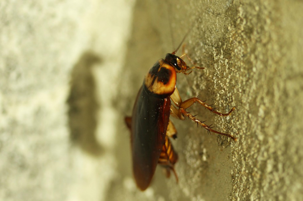 Médicos extraen una cucaracha viva del cerebro de una mujer