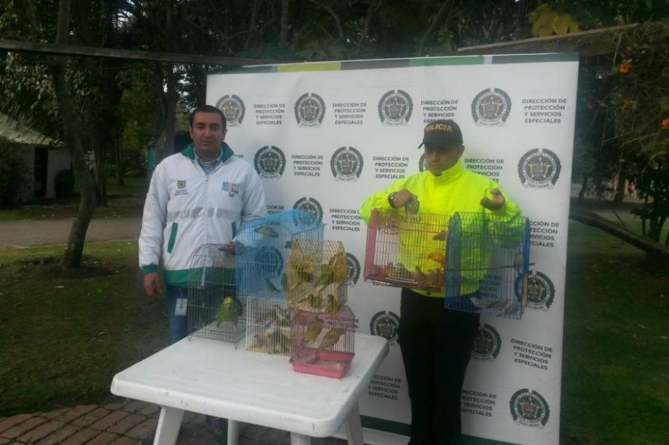 Recuperan 41 aves en operativo contra tráfico ilegal de fauna en Bogotá
