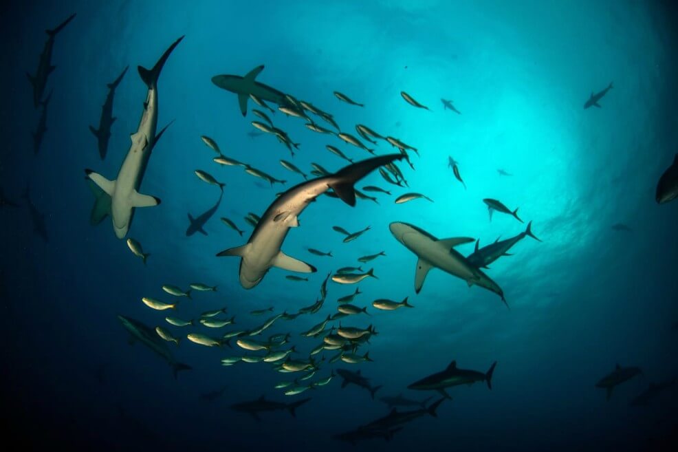 Minagricultura modificó la resolución que establece cuotas de pesca de tiburones