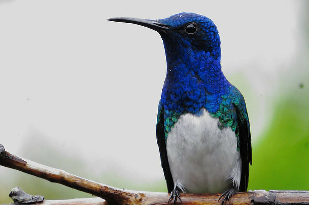 Realizan el censo de aves más completo de Palmira: 144 especies fueron registradas