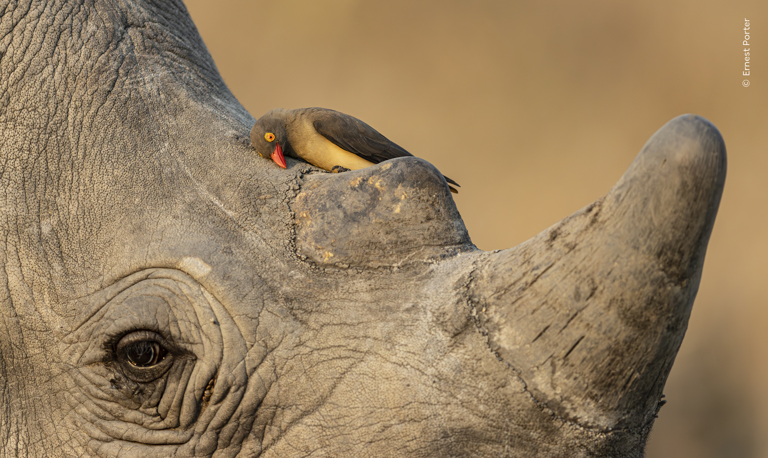Mención especial, Comportamiento: Aves:

Ernest Porter (Sudáfrica) se deleita al observar a un picabueyes limpiándose el pico contra la piel de un rinoceronte bajo la suave luz de la tarde.