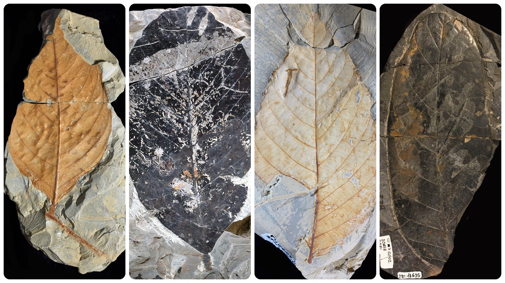 El asteroide que acabó con los dinosaurios dio origen a nuestros bosques tropicales