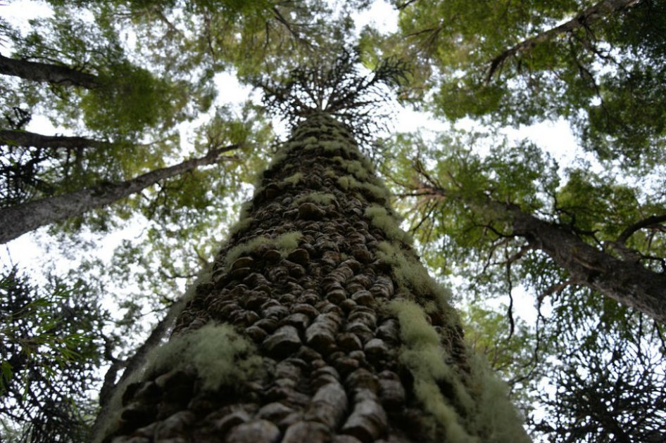 SOS por las Araucarias chilenas: los bosques más antiguos del planeta están en peligro
