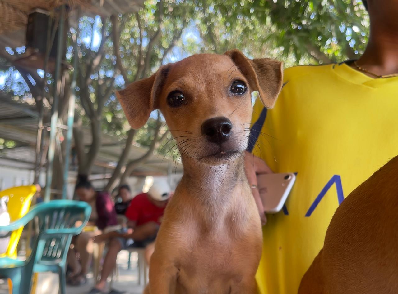 Así buscan evitar que miles de perros y gatos nazcan para sufrir en Santa Marta