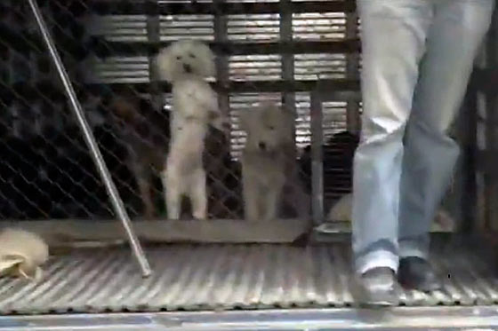 Indignación en Sibaté por sacrificio de 18 perros callejeros