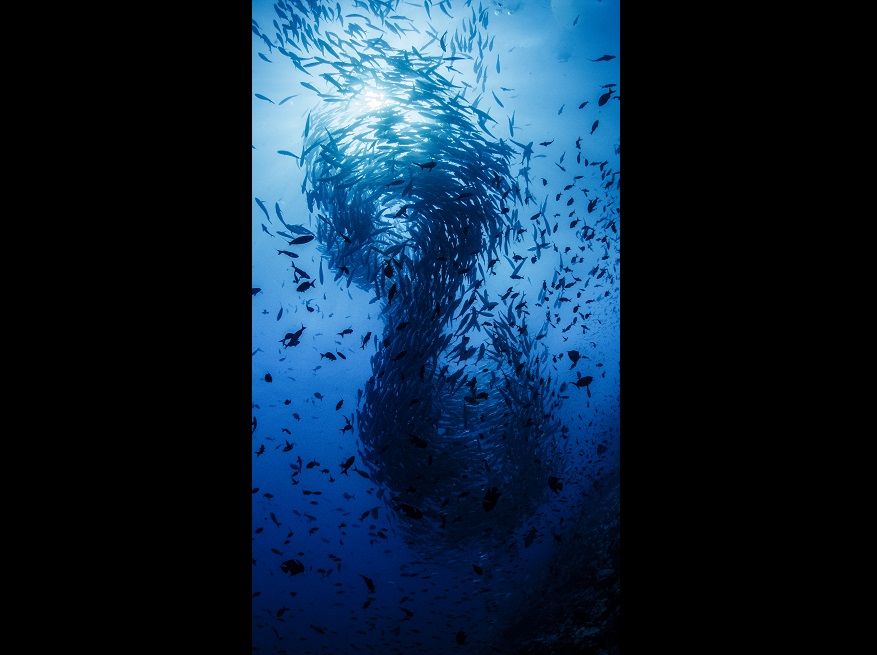 Galería vida submarina