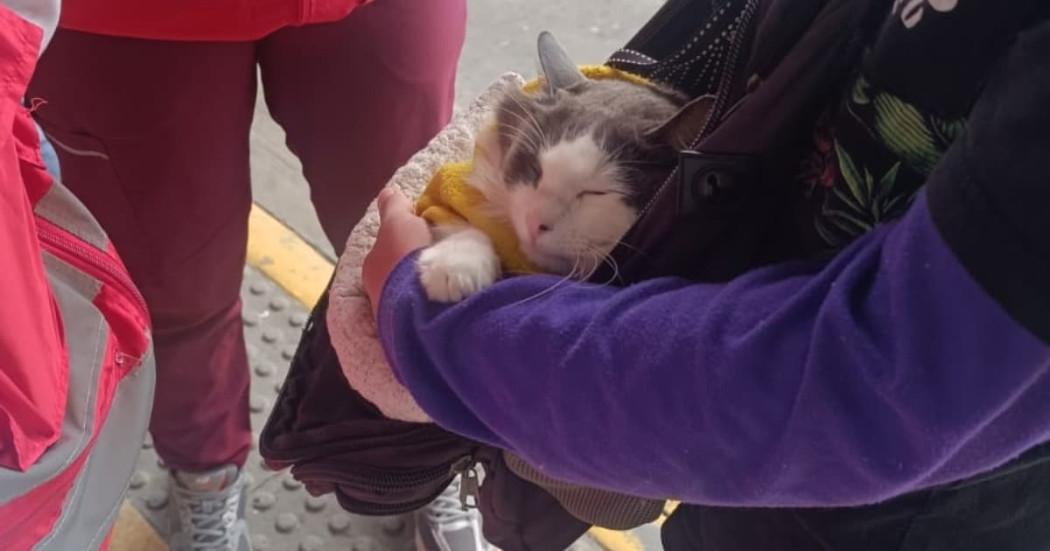 Así funciona el equipo BAR en TransMilenio: rescataron a un gatito usado para mendicidad