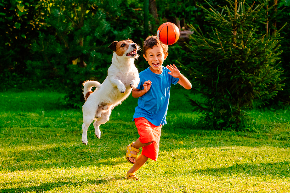 5 juegos para entretener a tu perro en casa
