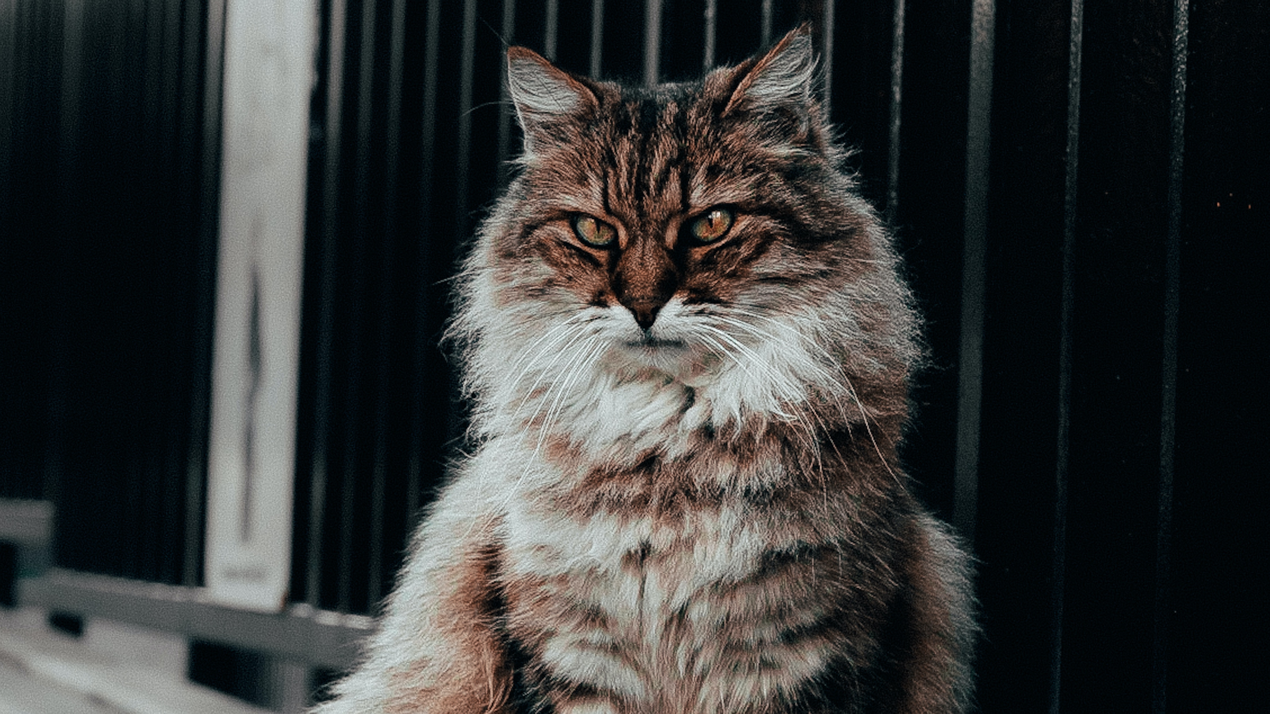 Gato siberiano: características, personalidad y curiosidades que quizá no sabía